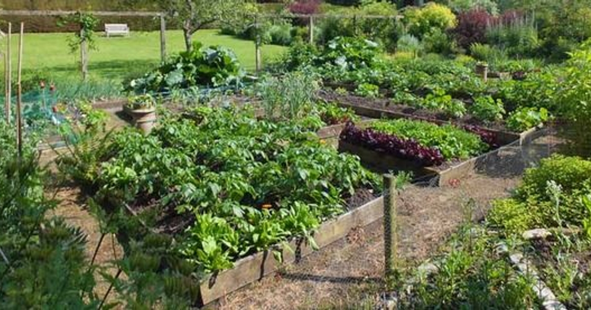 Veggie 201 Succession, Interplanting, and Companion Planting (2021)
